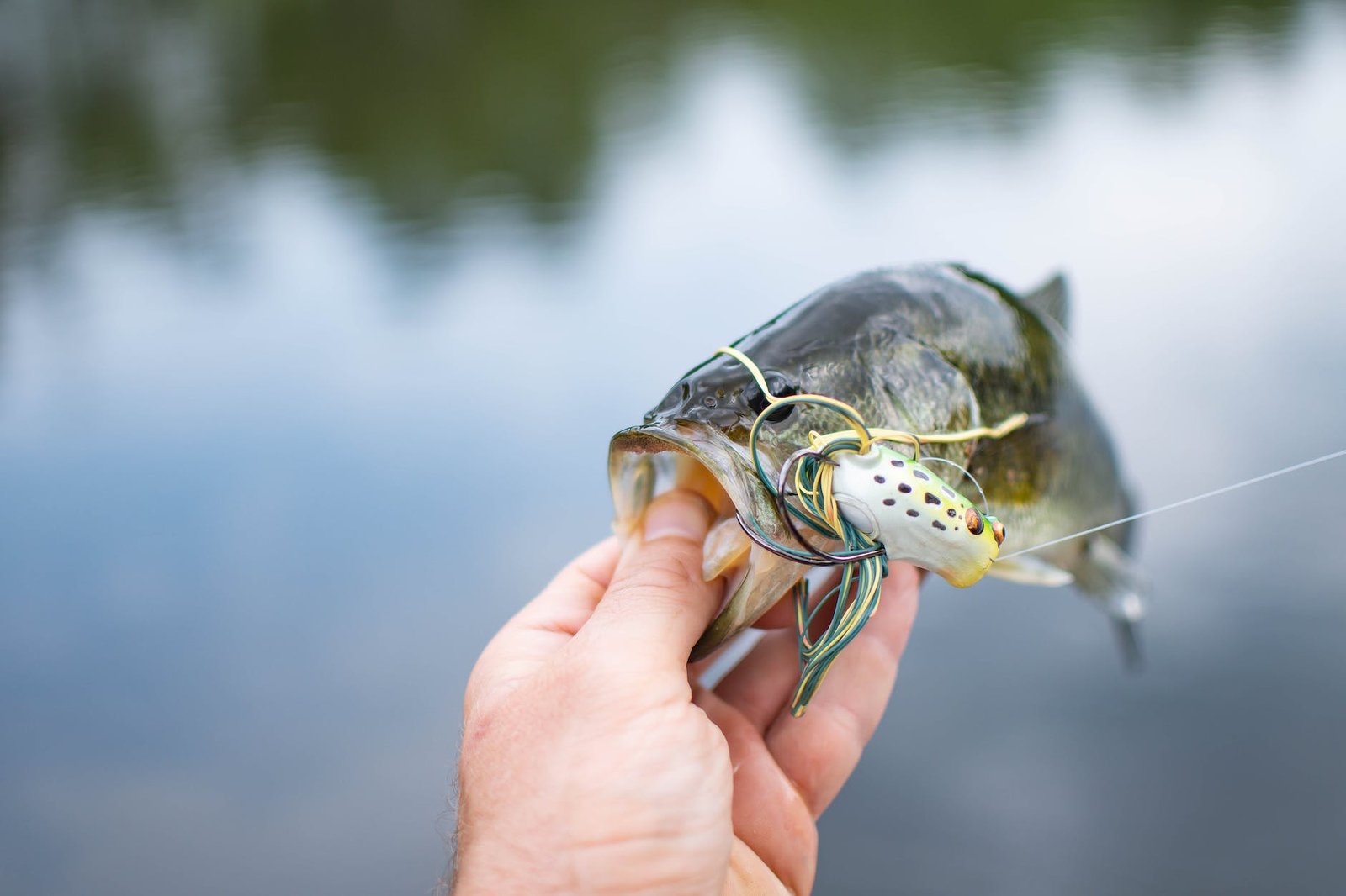 Summer Bass Fishing in Ohio