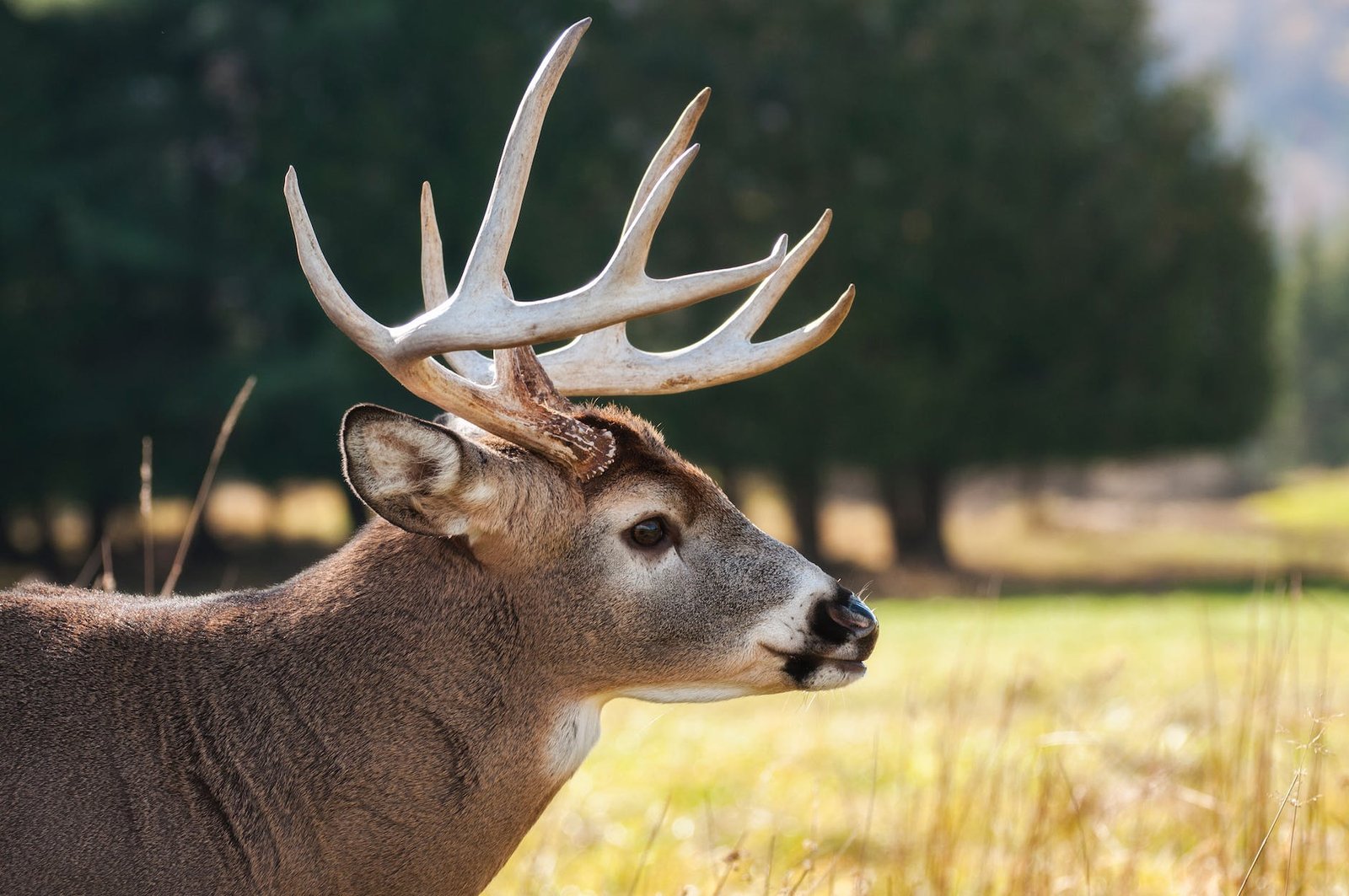 selective focus photography of brown buck on grass field